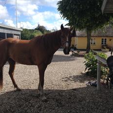 Dansk Varmblod Balou