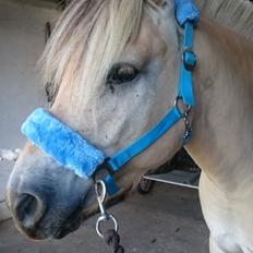 Fjordhest Møltrup Tor 