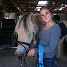 Fjordhest Møltrup Tor 