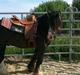 Irish Cob Royal Riain by Lovecob