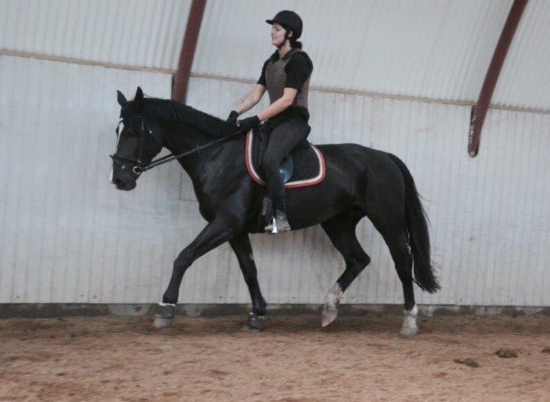 Oldenborg Gaya Hedegaard - under tilridning billede 7