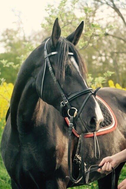 Oldenborg Gaya Hedegaard billede 11