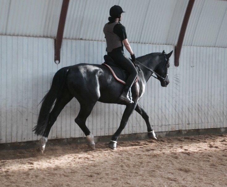 Oldenborg Gaya Hedegaard - under tilridning billede 9