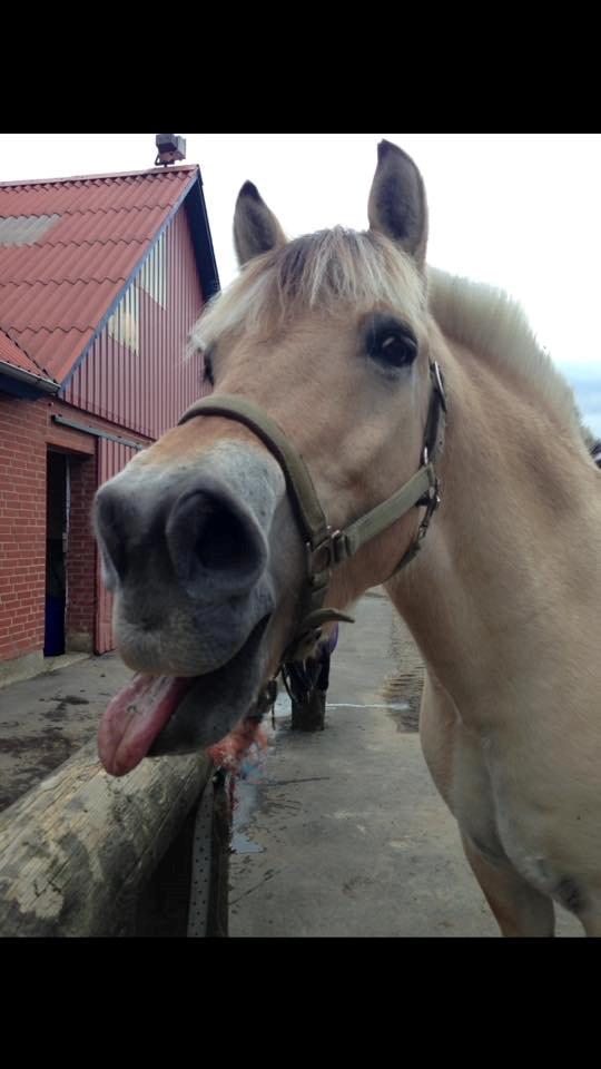 Fjordhest Lucas billede 1