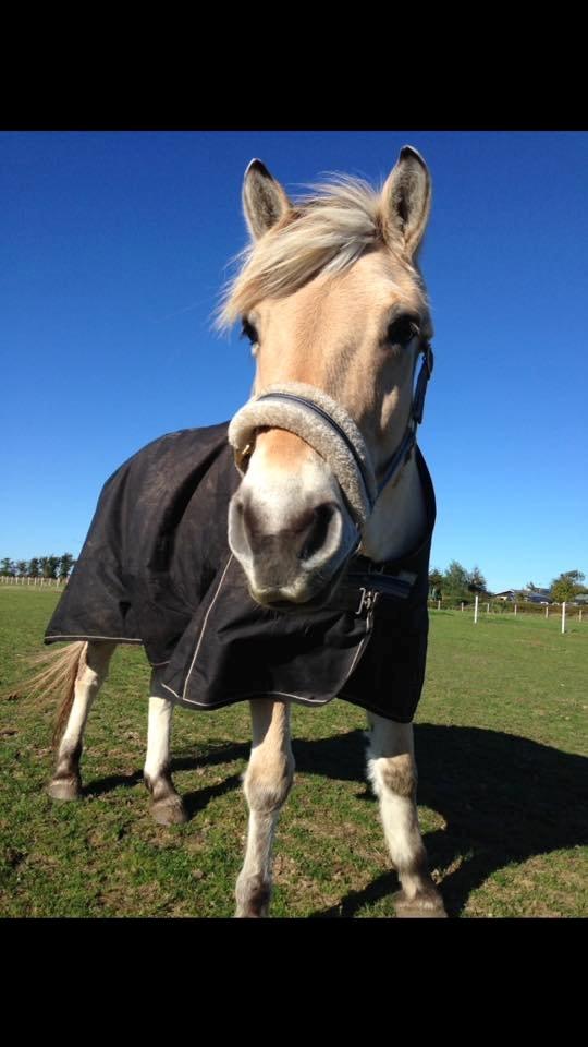 Fjordhest Lucas billede 2