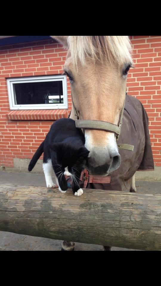 Fjordhest Lucas billede 3