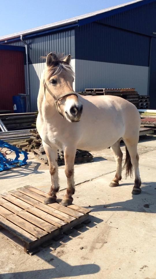 Fjordhest Lucas billede 4