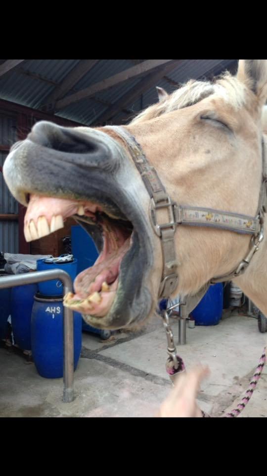 Fjordhest Lucas billede 5