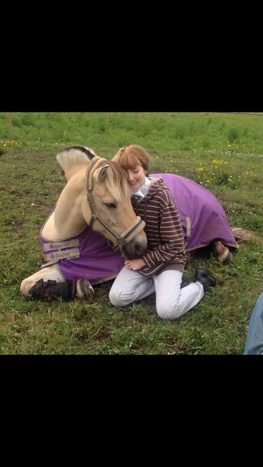 Fjordhest Lucas billede 6