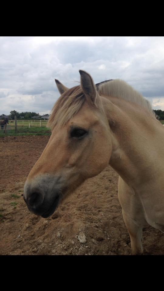 Fjordhest Lucas billede 7