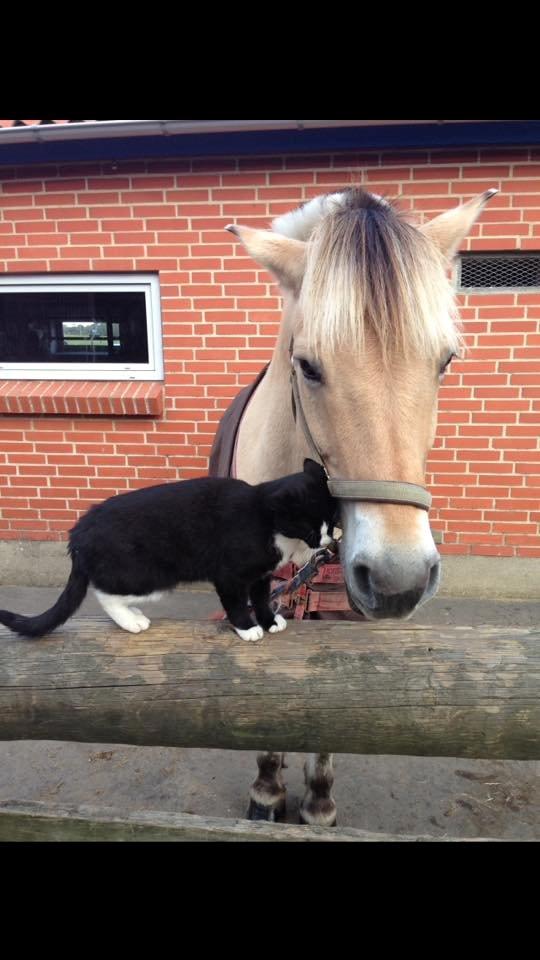 Fjordhest Lucas billede 8