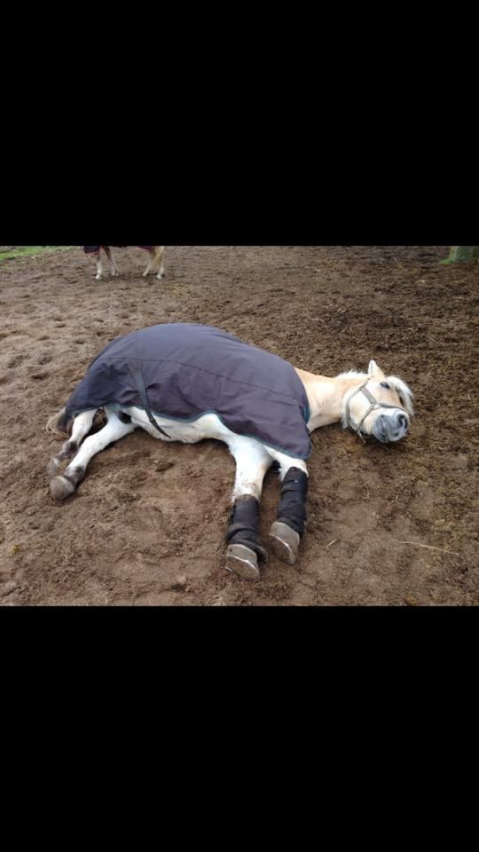 Fjordhest Lucas billede 9