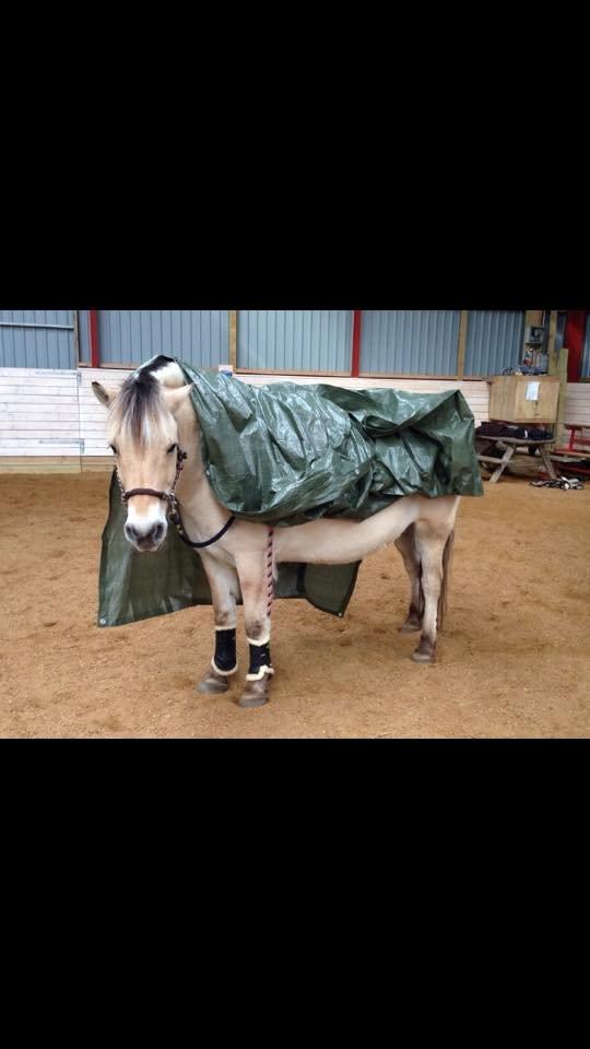 Fjordhest Lucas billede 10