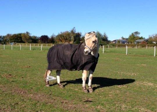 Fjordhest Lucas billede 11