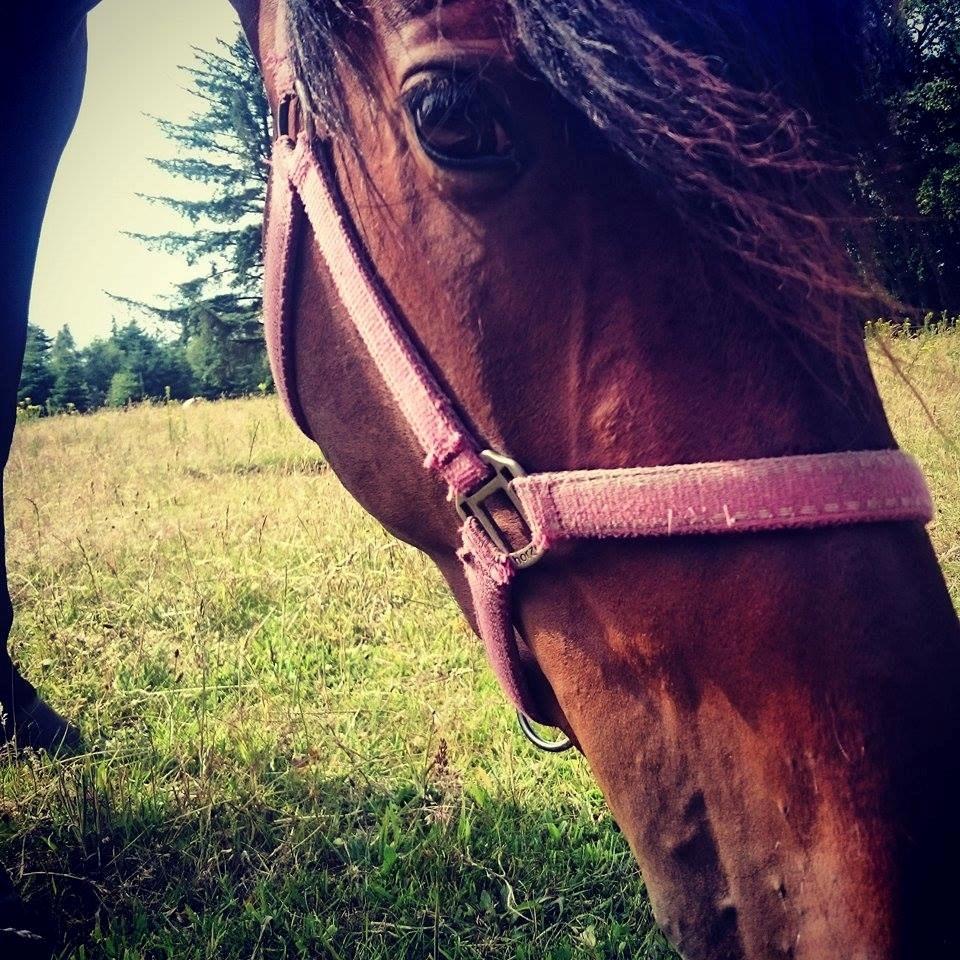 Traver Aloa Axxana billede 1