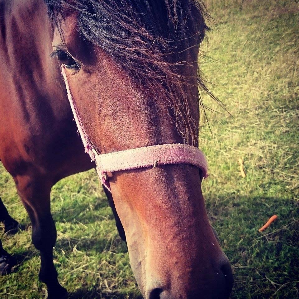 Traver Aloa Axxana billede 2