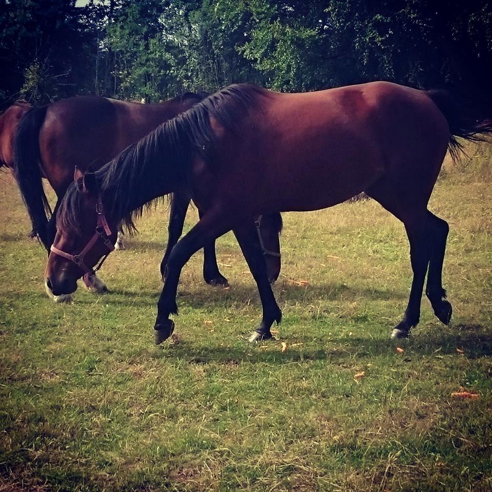 Traver Aloa Axxana billede 3