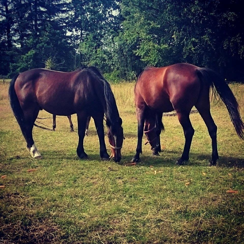 Traver Aloa Axxana billede 4