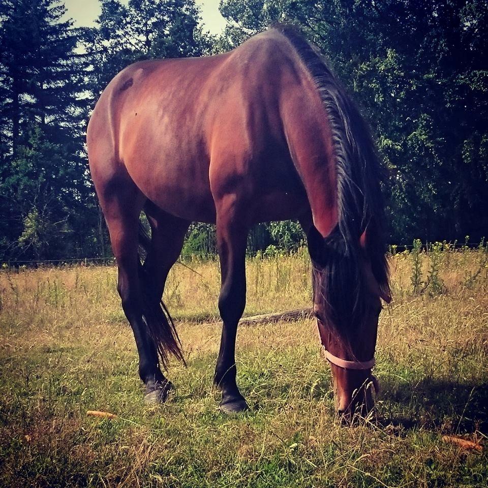 Traver Aloa Axxana billede 5