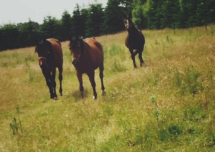 Traver Aloa Axxana billede 6