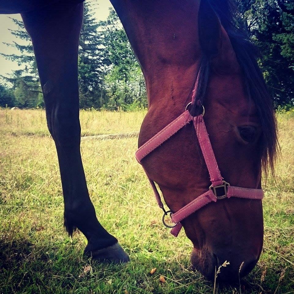 Traver Aloa Axxana billede 7