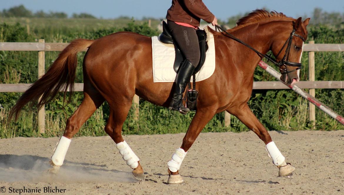 Dansk Varmblod Bøgevangs Lady Romance billede 1