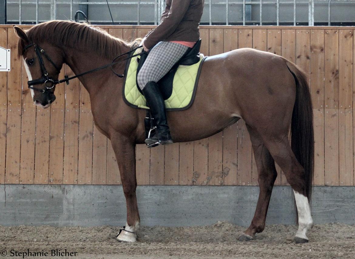 Dansk Varmblod Bøgevangs Lady Romance billede 3