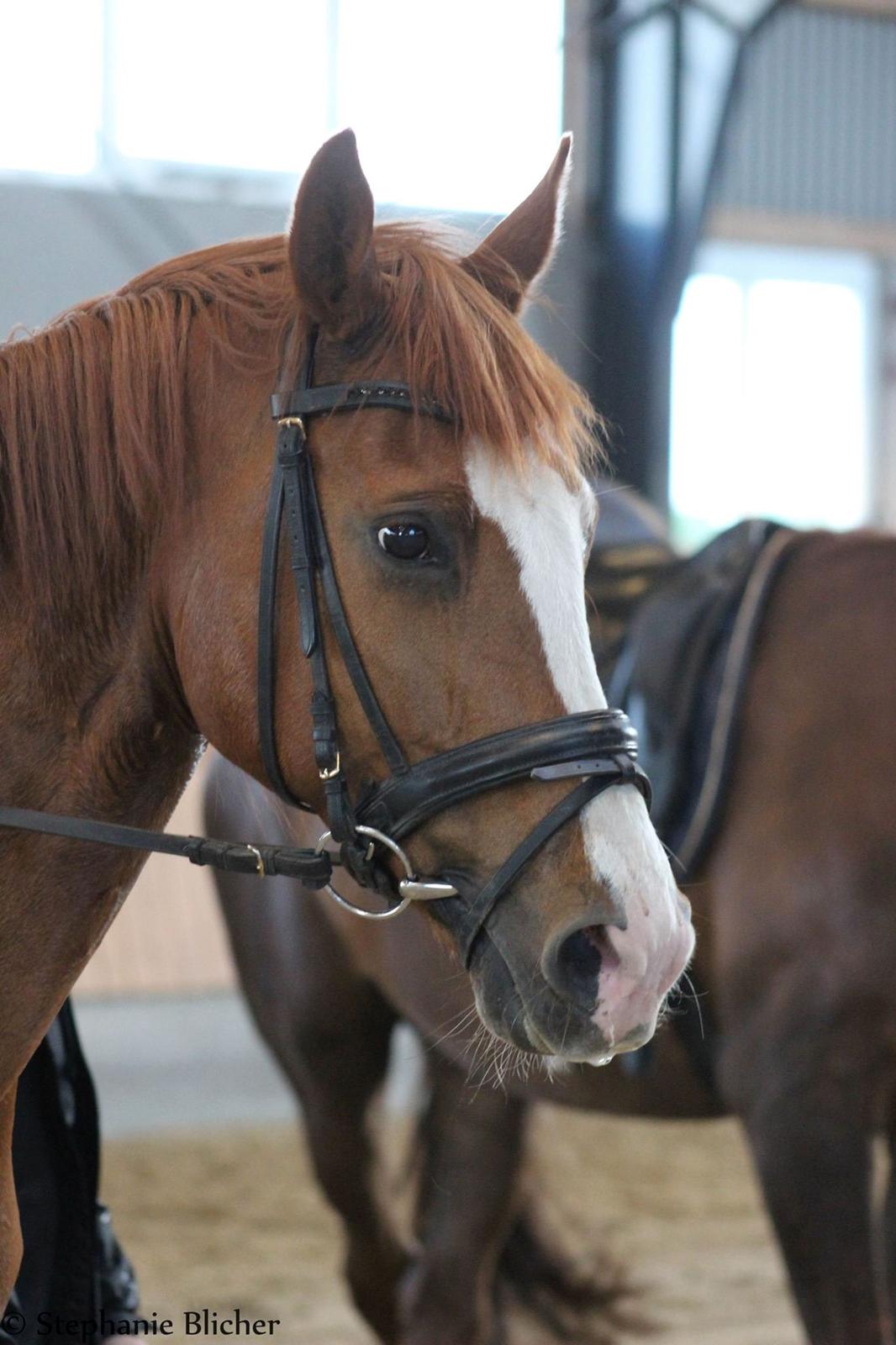 Dansk Varmblod Bøgevangs Lady Romance billede 6