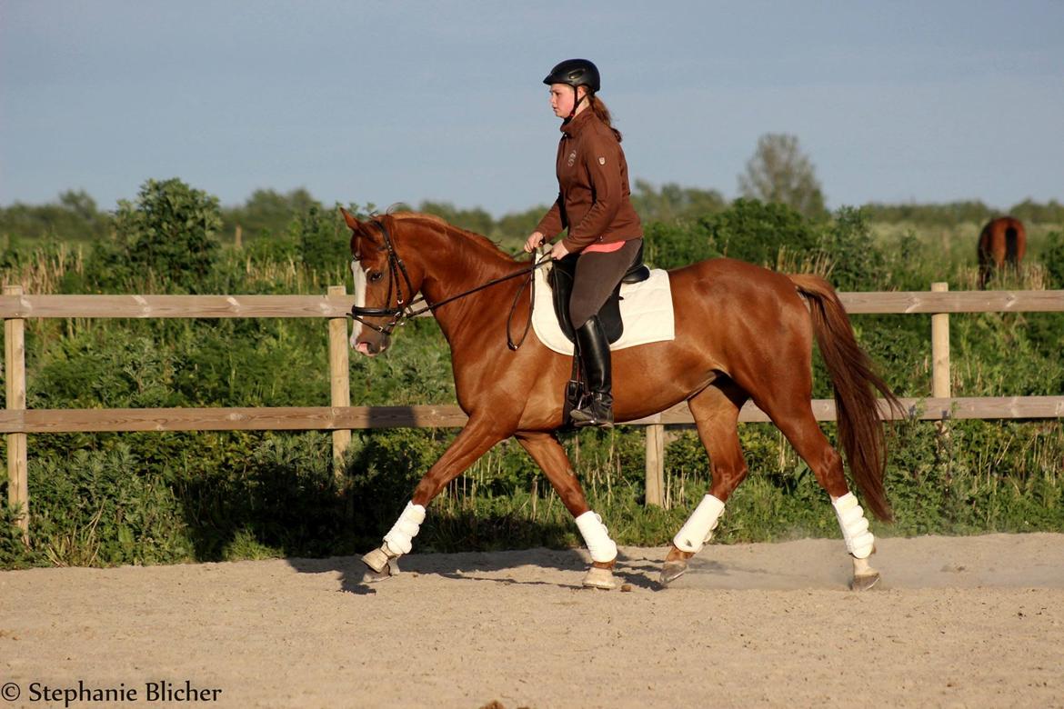 Dansk Varmblod Bøgevangs Lady Romance billede 12