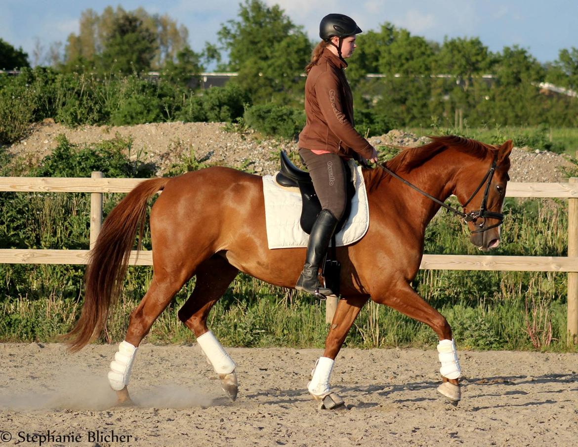 Dansk Varmblod Bøgevangs Lady Romance billede 14