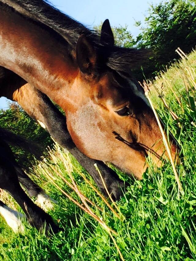 Anden særlig race Bølle. billede 3