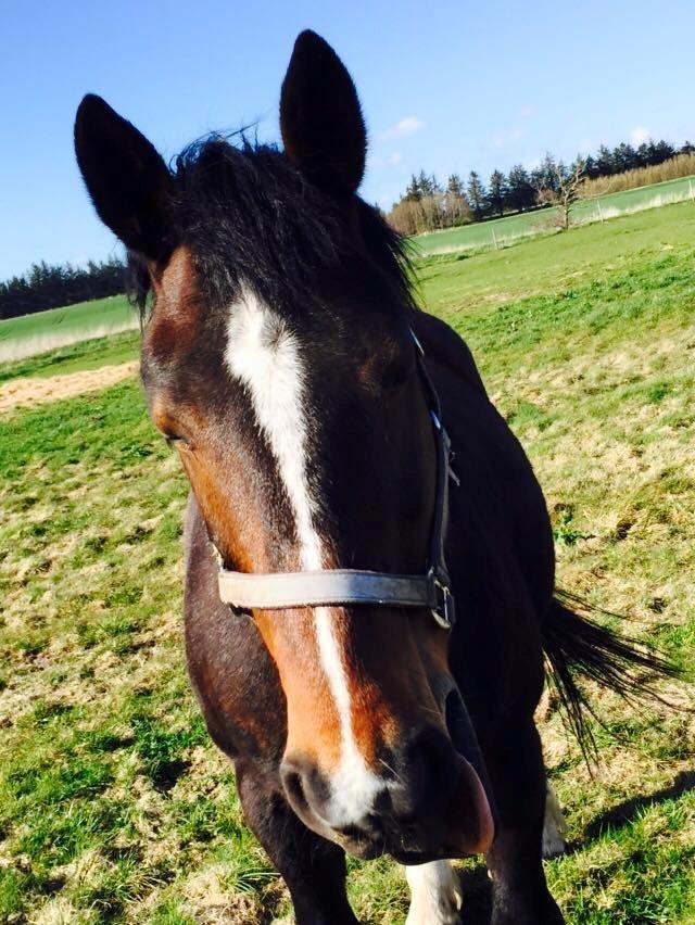 Anden særlig race Bølle. billede 5