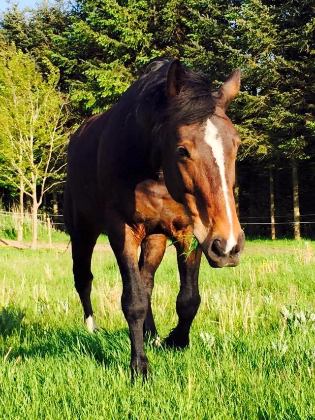 Anden særlig race Bølle. billede 6