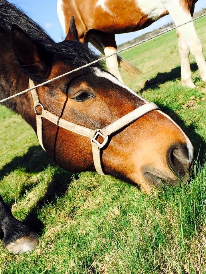 Anden særlig race Bølle. billede 10
