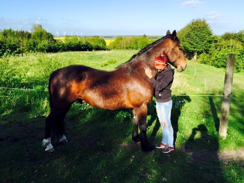 Anden særlig race Bølle. billede 1