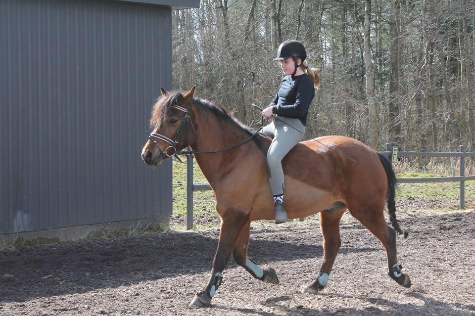 Anden særlig race Mystery billede 11