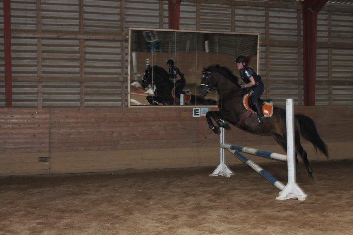 Dansk Varmblod Miss Light  billede 4