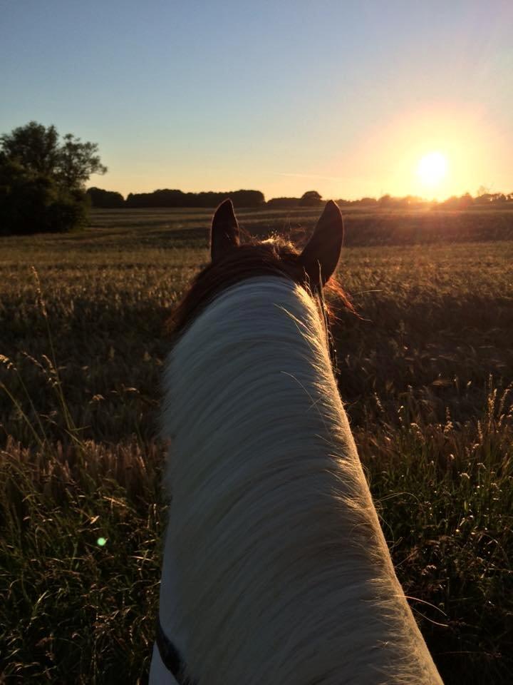 Pinto Hedens Nobile billede 2