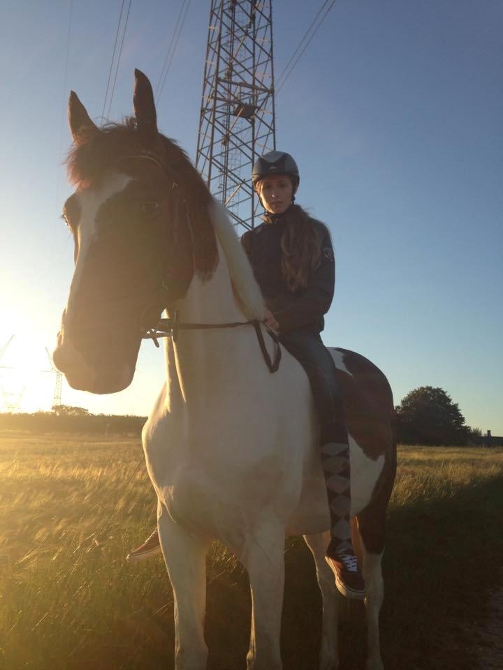 Pinto Hedens Nobile billede 4