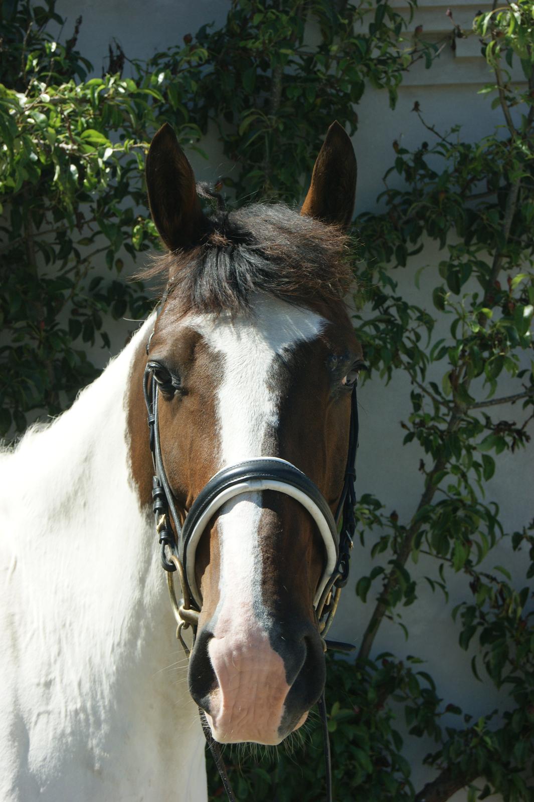 Pinto Hedens Nobile billede 7