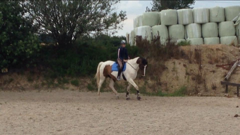 Pinto Hedens Nobile - Kun 2. gang i trav, med fine momenter! billede 3