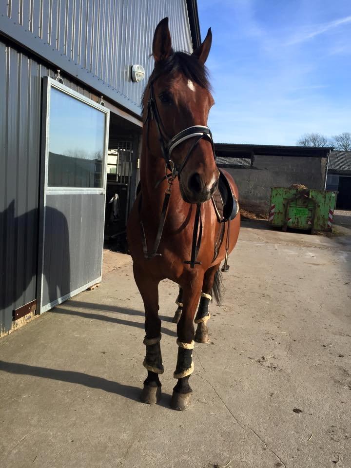 Dansk Varmblod Beauty billede 2