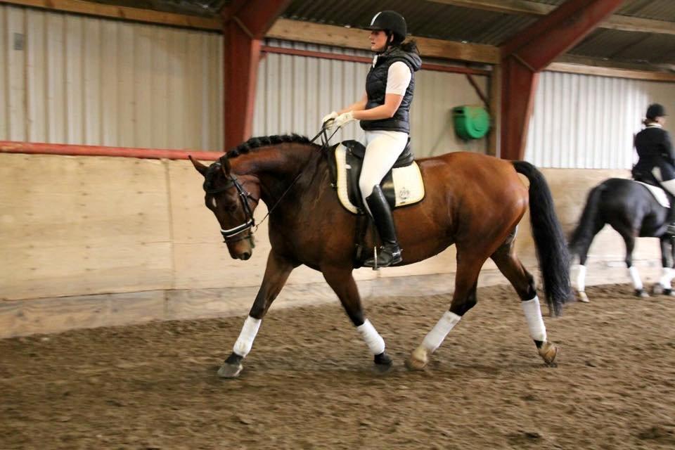 Dansk Varmblod Beauty billede 8