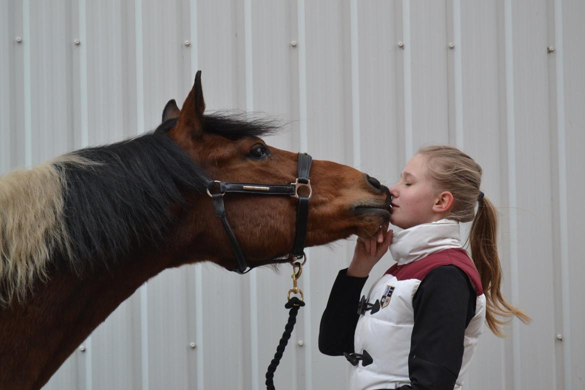 Anden særlig race Halkærhus Painted Pony Aladdin - kys kys <3 billede 1