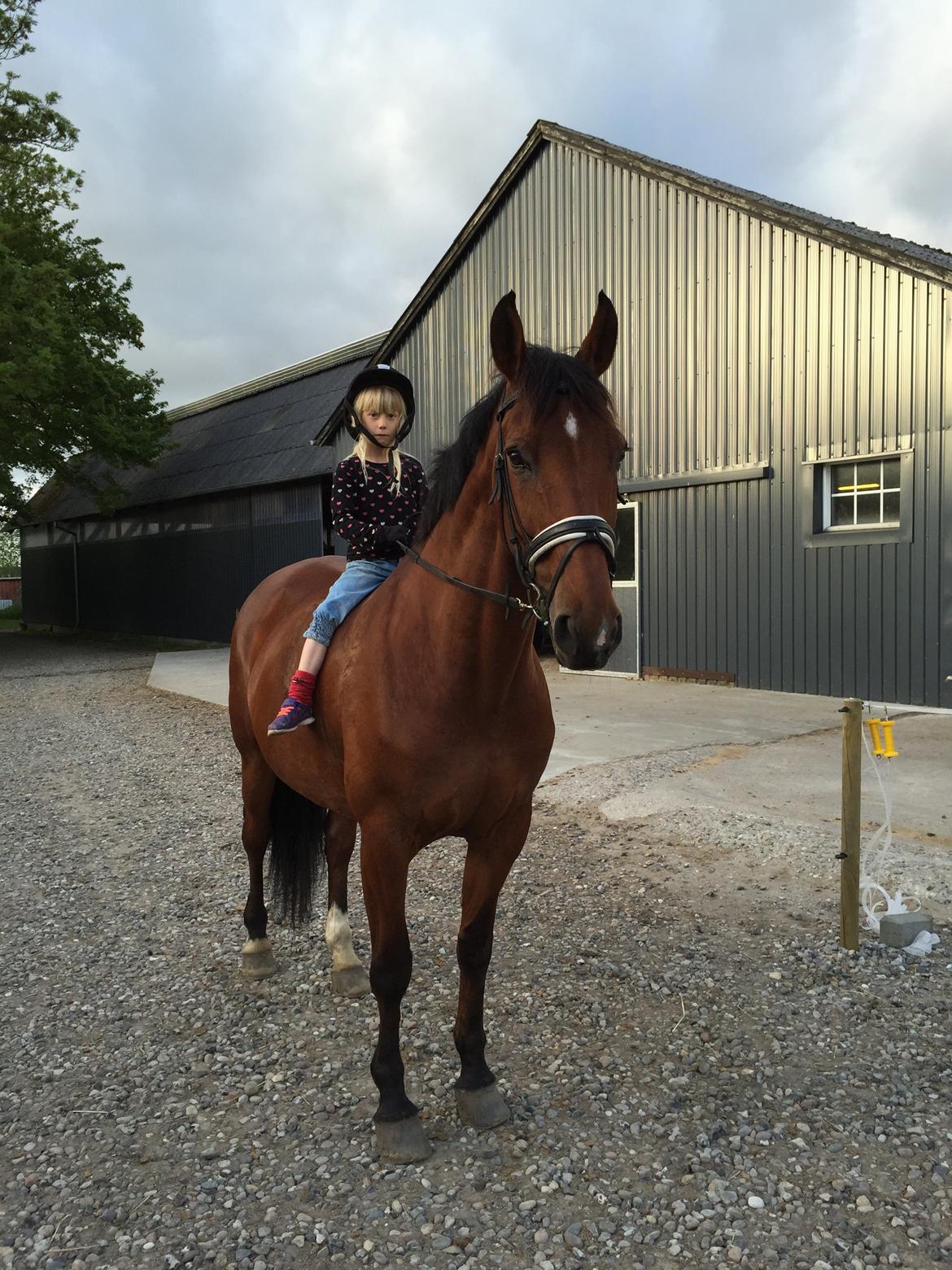 Dansk Varmblod Beauty - Beauty og Thilde (Maj, 2015) billede 12