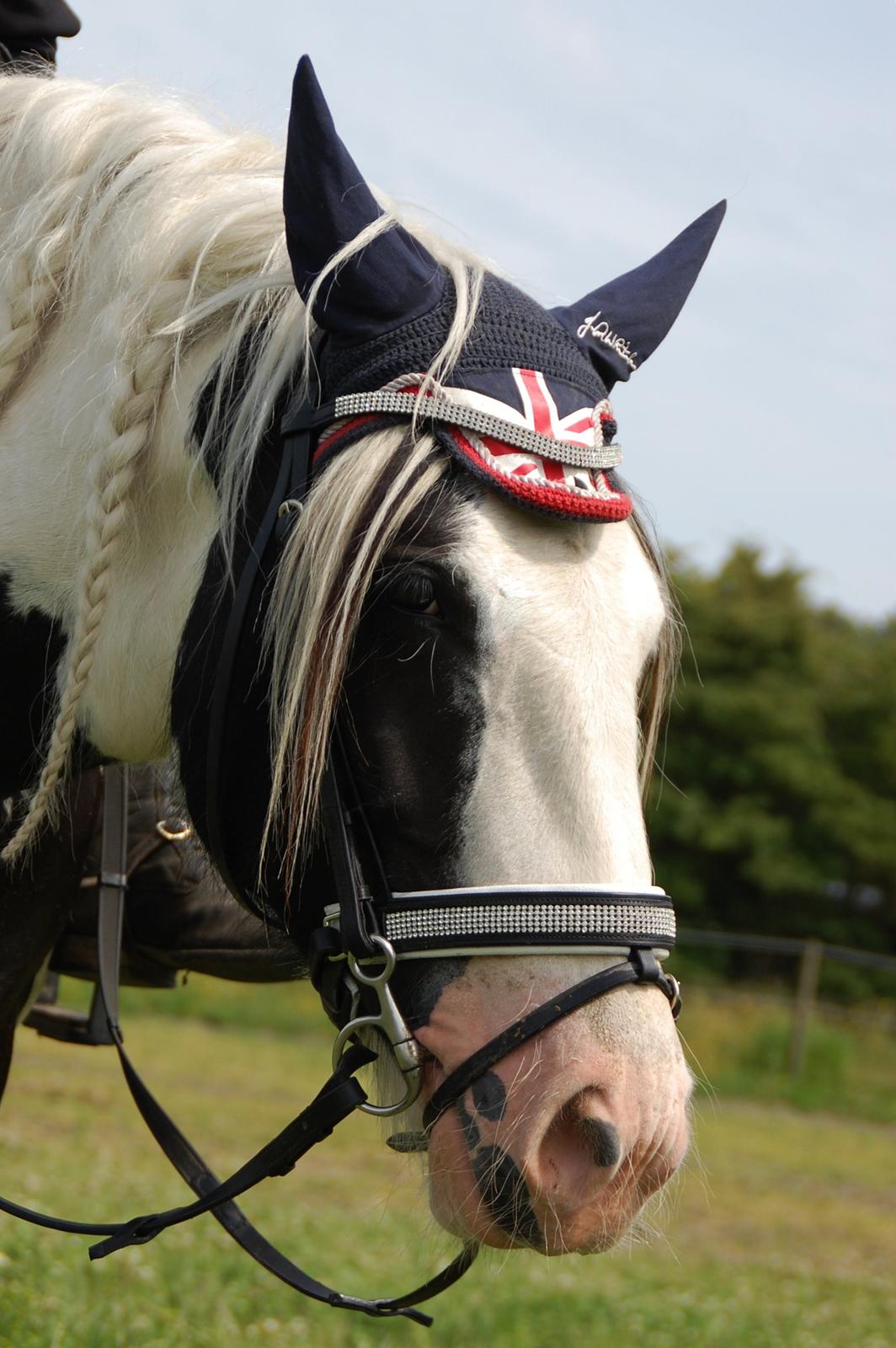 Tinker Hauge's Aileen [Ko] - 5 år billede 26