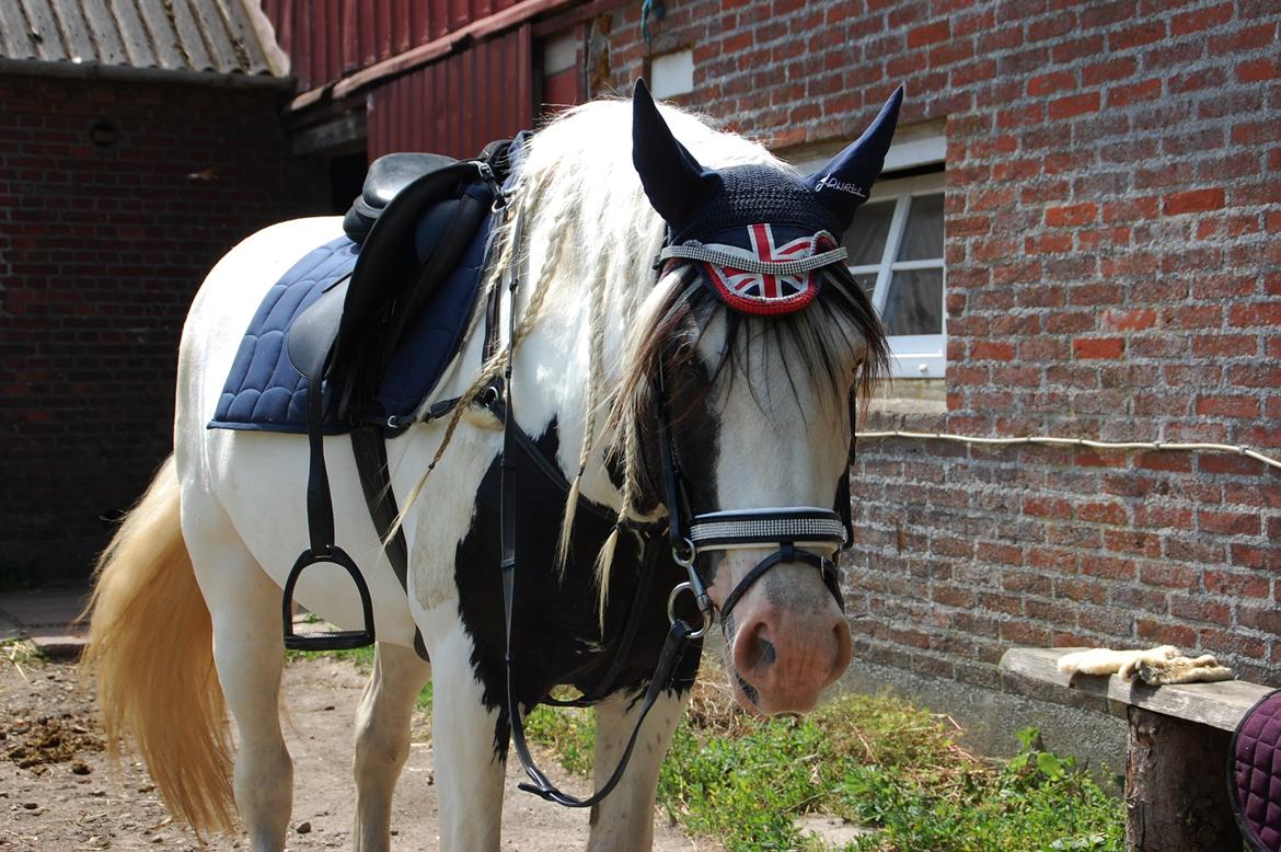 Tinker Hauge's Aileen [Ko] - 5 år. billede 7