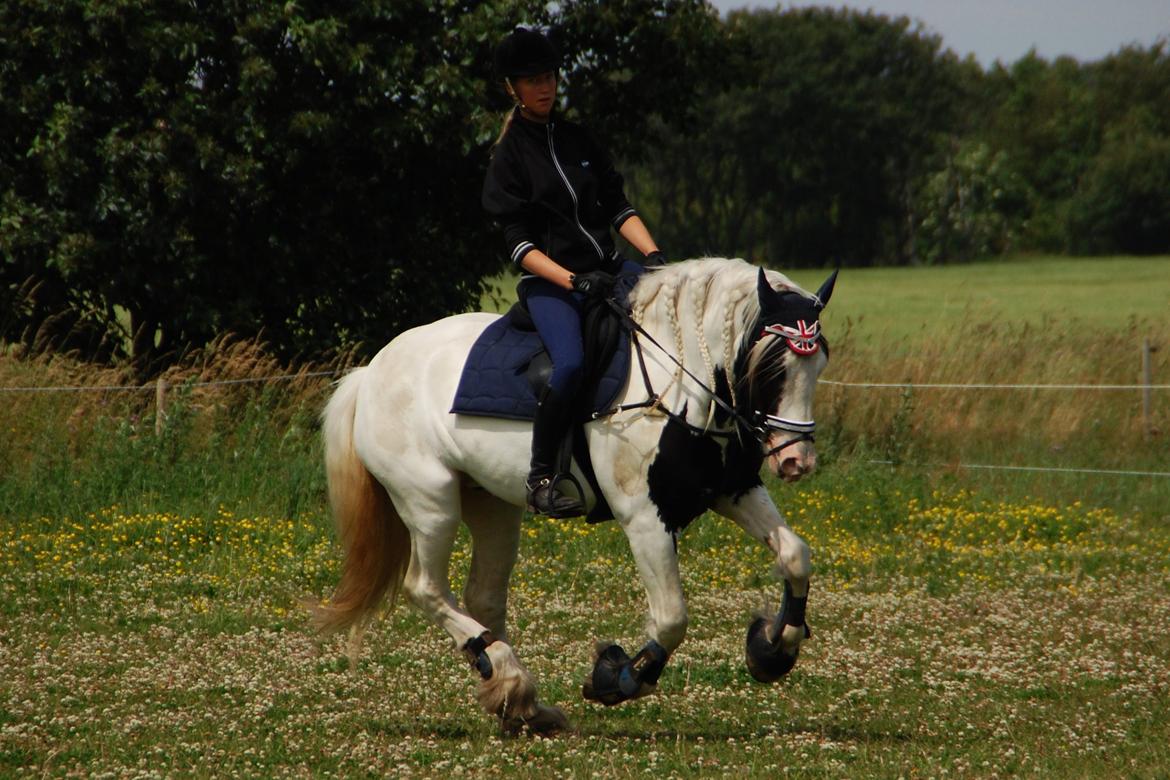 Tinker Hauge's Aileen [Ko] - 5 år billede 30