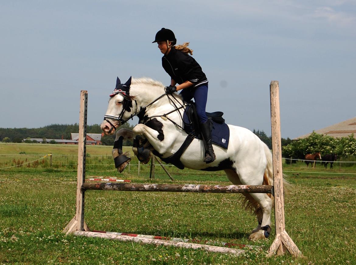 Tinker Hauge's Aileen [Ko] - 5 år billede 15