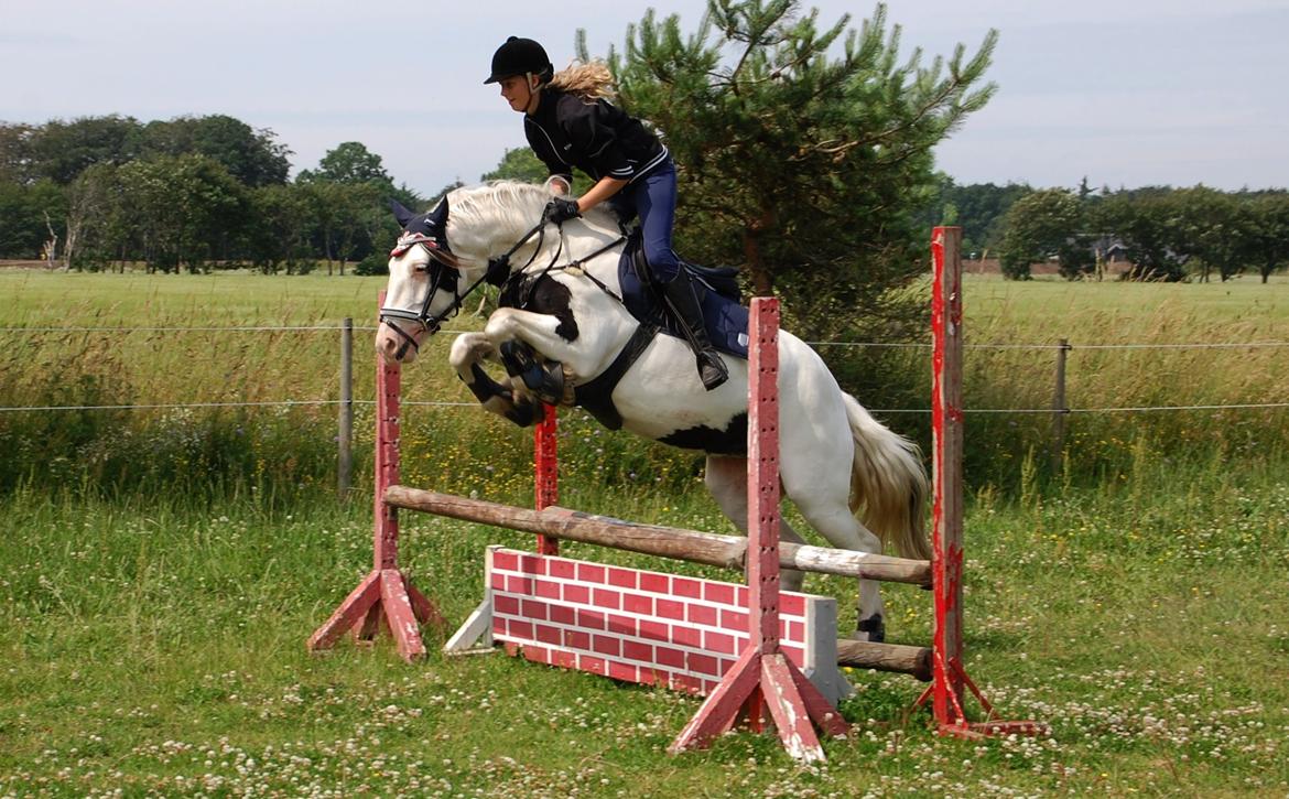 Tinker Hauge's Aileen [Ko] - Spring koen.. - 5 år. billede 12